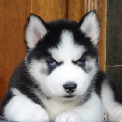 Siberian Husky Price in Noida | Siberian Husky Puppies for sale in Noida