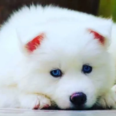 Siberian Husky Price in Gurgaon | Siberian Husky Puppies for sale in Gurgaon