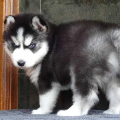 Siberian Husky Price in Chennai | Siberian Husky Puppies for sale in Chennai