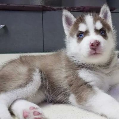 Siberian Husky Price in Bangalore | Siberian Husky Puppies for sale in Bangalore