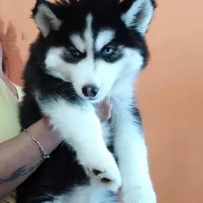 Siberian Husky Price in Chennai | Siberian Husky Puppies for sale in Chennai