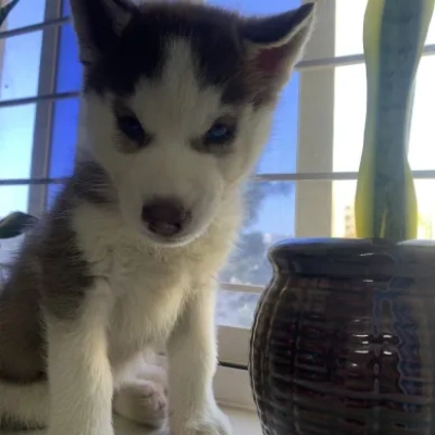 Siberian Husky Price in Hyderabad | Siberian Husky Puppies for sale in Hyderabad