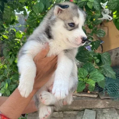 Siberian Husky Price in Chennai | Siberian Husky Puppies for sale in Chennai