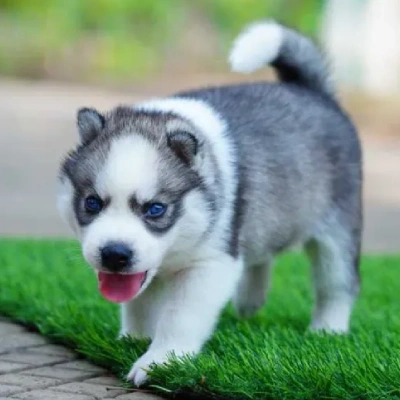 Siberian Husky Price in Noida | Siberian Husky Puppies for sale in Noida