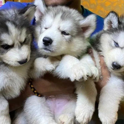 Siberian Husky Price in Gurgaon | Siberian Husky Puppies for sale in Gurgaon