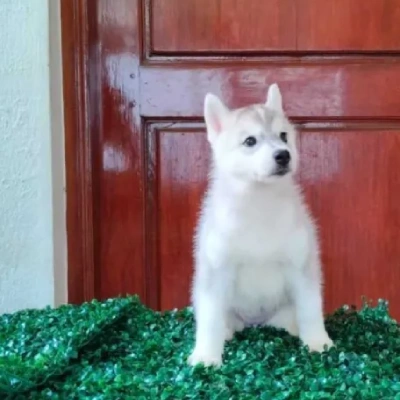 Siberian Husky Price in Bangalore | Siberian Husky Puppies for sale in Bangalore