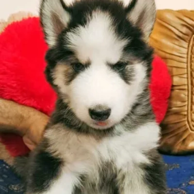 Siberian Husky Price in Surat | Siberian Husky Puppies for sale in Surat