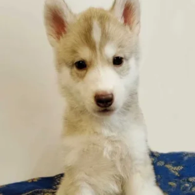 Siberian Husky Price in Noida | Siberian Husky Puppies for sale in Noida