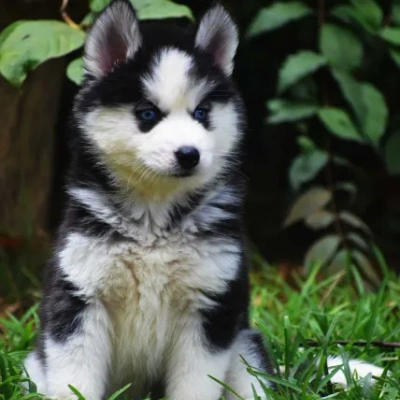 Siberian Husky Price in Pune | Siberian Husky Puppies for sale in Pune