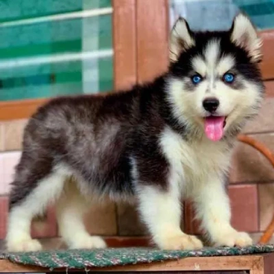 Siberian Husky Price in Hyderabad | Siberian Husky Puppies for sale in Hyderabad