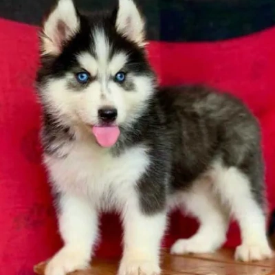 Siberian Husky Price in Gurgaon | Siberian Husky Puppies for sale in Gurgaon