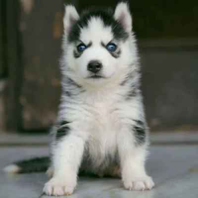 Siberian Husky Price in Visakhapatnam | Siberian Husky Puppies for sale in Visakhapatnam