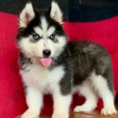 Siberian Husky Price in Surat | Siberian Husky Puppies for sale in Surat