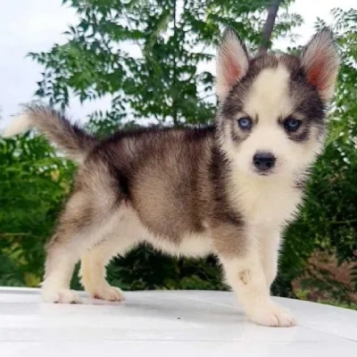 Siberian Husky Price in Bangalore | Siberian Husky Puppies for sale in Bangalore