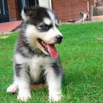 Siberian Husky Price in Visakhapatnam | Siberian Husky Puppies for sale in Visakhapatnam