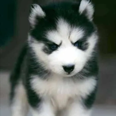 Siberian Husky Price in Noida | Siberian Husky Puppies for sale in Noida