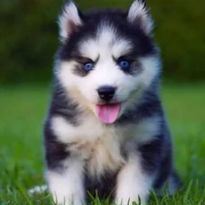 Siberian Husky Price in Noida | Siberian Husky Puppies for sale in Noida