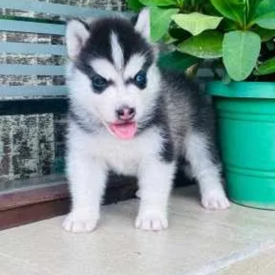 Siberian Husky Price in Chennai | Siberian Husky Puppies for sale in Chennai