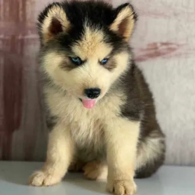 Siberian Husky Price in Pune | Siberian Husky Puppies for sale in Pune