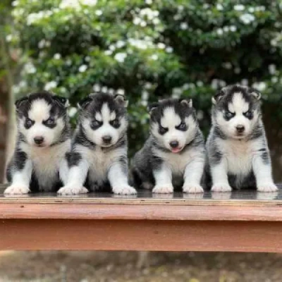 Siberian Husky Price in Hyderabad | Siberian Husky Puppies for sale in Hyderabad