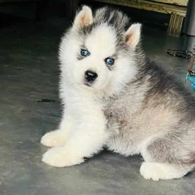 Siberian Husky Price in Gurgaon | Siberian Husky Puppies for sale in Gurgaon