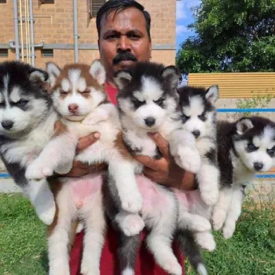 Siberian Husky Price in Pune | Siberian Husky Puppies for sale in Pune