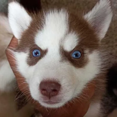 Siberian Husky Price in Surat | Siberian Husky Puppies for sale in Surat