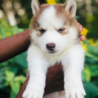 Siberian Husky Price in Hyderabad | Siberian Husky Puppies for sale in Hyderabad