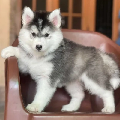 Siberian Husky Price in Noida | Siberian Husky Puppies for sale in Noida