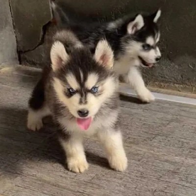 Siberian Husky Price in Chennai | Siberian Husky Puppies for sale in Chennai