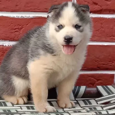 Siberian Husky Price in Visakhapatnam | Siberian Husky Puppies for sale in Visakhapatnam