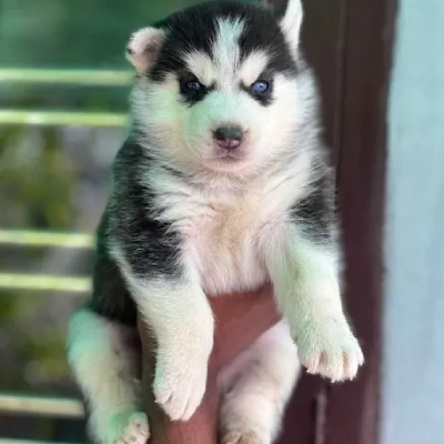 Siberian Husky Price in Gurgaon | Siberian Husky Puppies for sale in Gurgaon