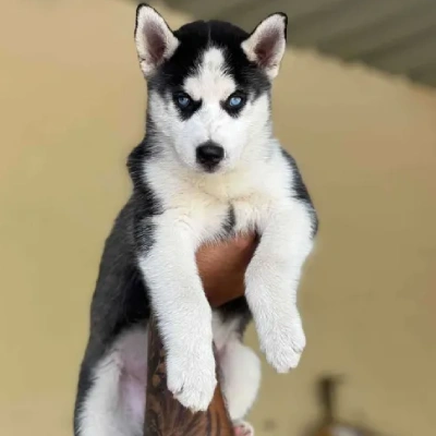 Siberian Husky Price in Surat | Siberian Husky Puppies for sale in Surat