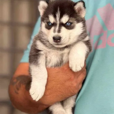 Siberian Husky Price in Hyderabad | Siberian Husky Puppies for sale in Hyderabad