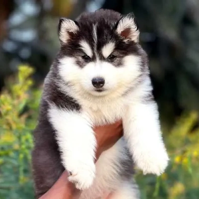 Siberian Husky Price in Surat | Siberian Husky Puppies for sale in Surat