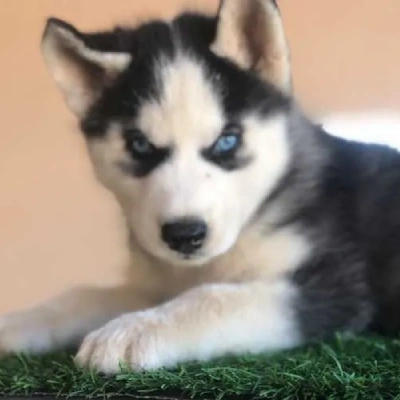 Siberian Husky Price in Noida | Siberian Husky Puppies for sale in Noida