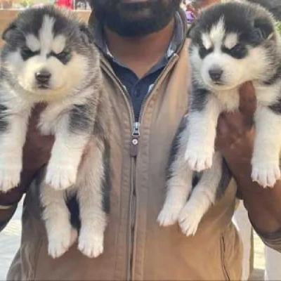 Siberian Husky Price in Noida | Siberian Husky Puppies for sale in Noida