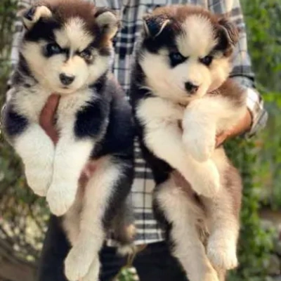 Siberian Husky Price in Pune | Siberian Husky Puppies for sale in Pune