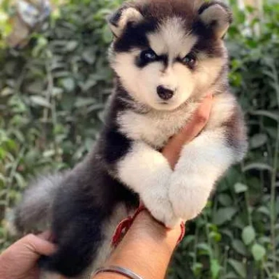 Siberian Husky Price in Visakhapatnam | Siberian Husky Puppies for sale in Visakhapatnam