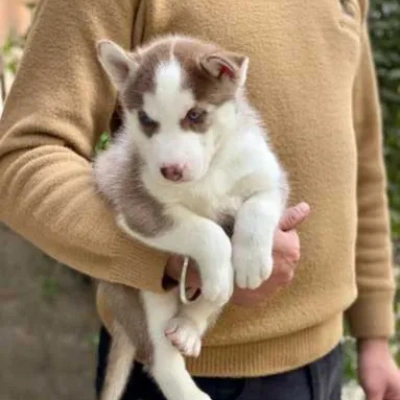 Siberian Husky Price in Bangalore | Siberian Husky Puppies for sale in Bangalore