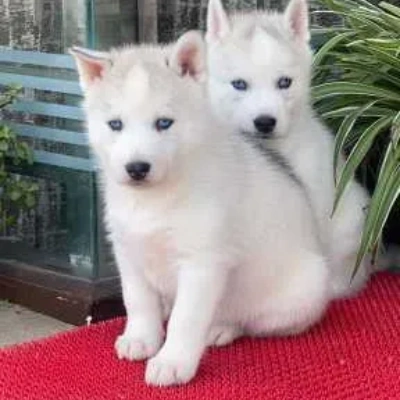 Siberian Husky Price in Chennai | Siberian Husky Puppies for sale in Chennai