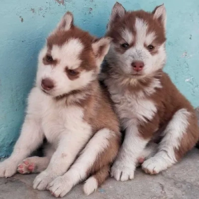 Siberian Husky Price in Bangalore | Siberian Husky Puppies for sale in Bangalore