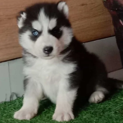 Siberian Husky Price in Bangalore | Siberian Husky Puppies for sale in Bangalore