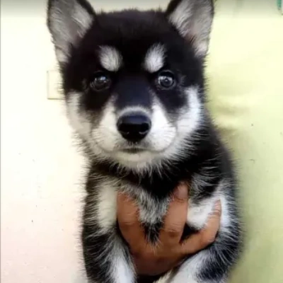 Siberian Husky Price in Visakhapatnam | Siberian Husky Puppies for sale in Visakhapatnam