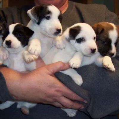 Jack Russell Terrier Price in Visakhapatnam | Jack Russell Terrier Puppies for sale in Visakhapatnam