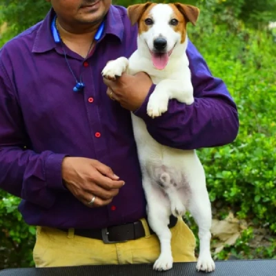 Jack Russell Terrier Price in Surat | Jack Russell Terrier Puppies for sale in Surat