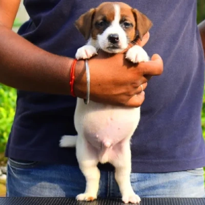 Jack Russell Terrier Price in Visakhapatnam | Jack Russell Terrier Puppies for sale in Visakhapatnam