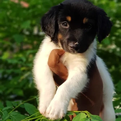 Jack Russell Terrier Price in Surat | Jack Russell Terrier Puppies for sale in Surat