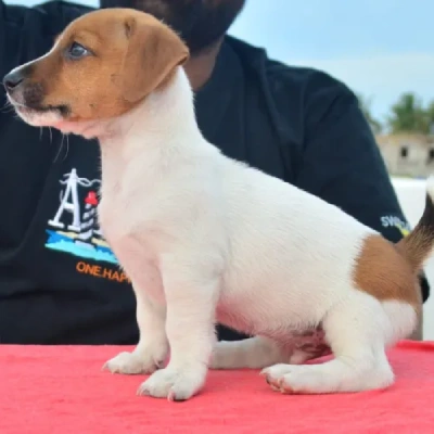 Jack Russell Terrier Price in Surat | Jack Russell Terrier Puppies for sale in Surat