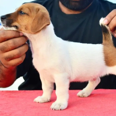 Jack Russell Terrier Price in Visakhapatnam | Jack Russell Terrier Puppies for sale in Visakhapatnam